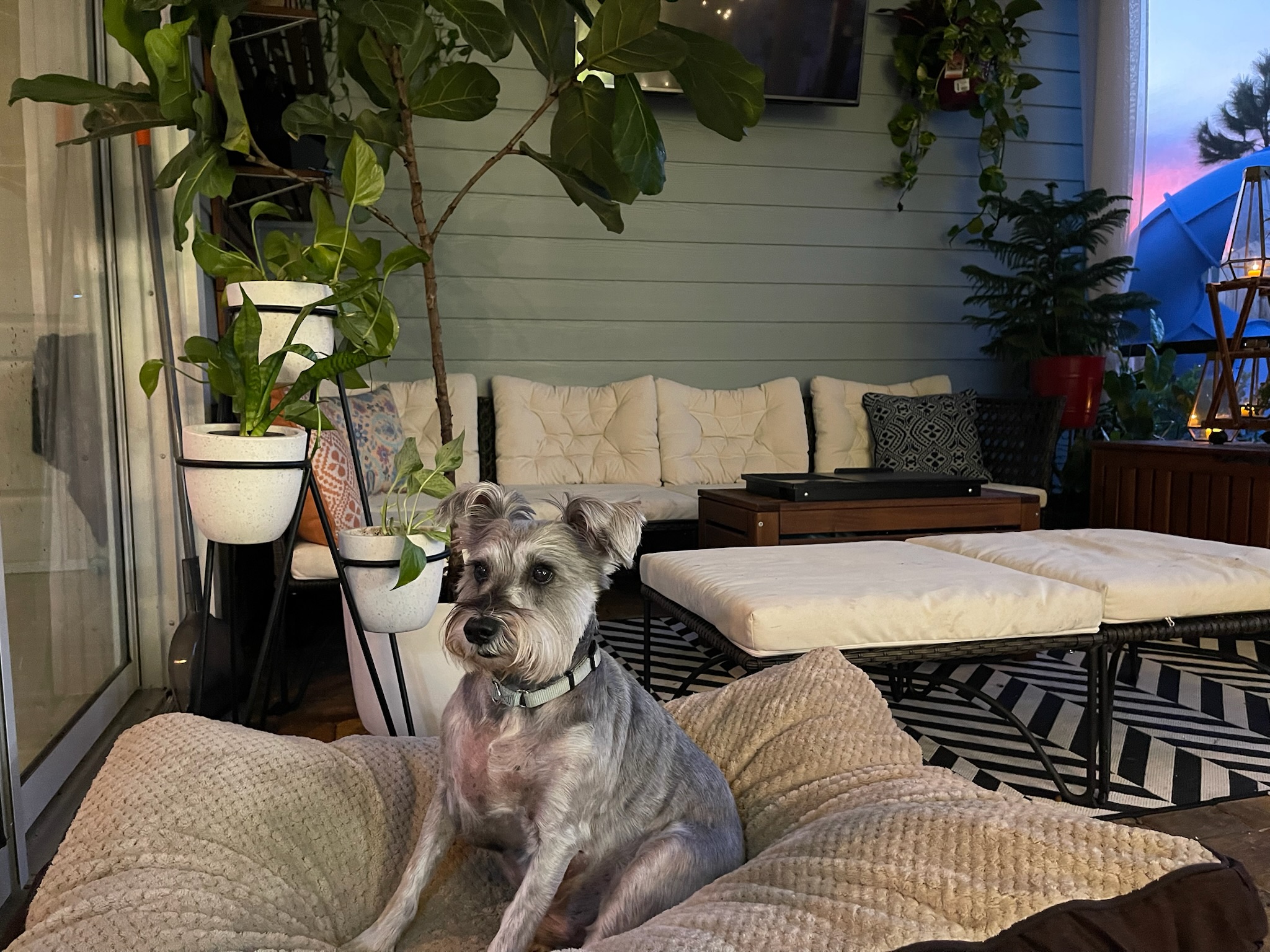 Dog relaxing during home-based boarding