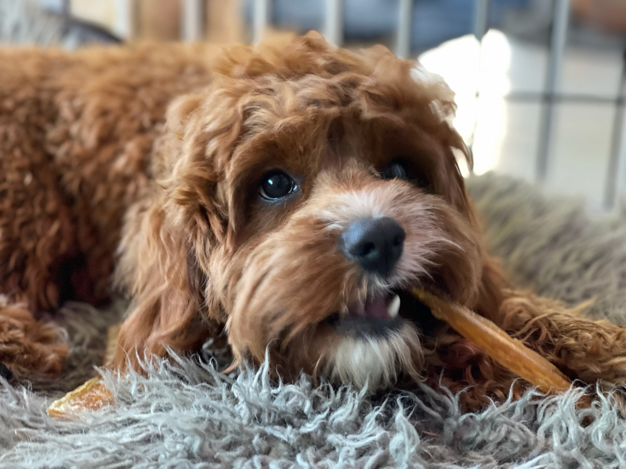 Healthy happy dog for nutrition coaching