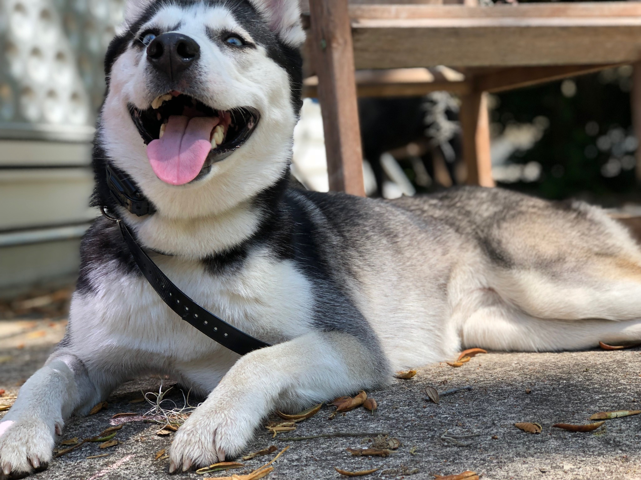 HPCS pet care gallery photo 8