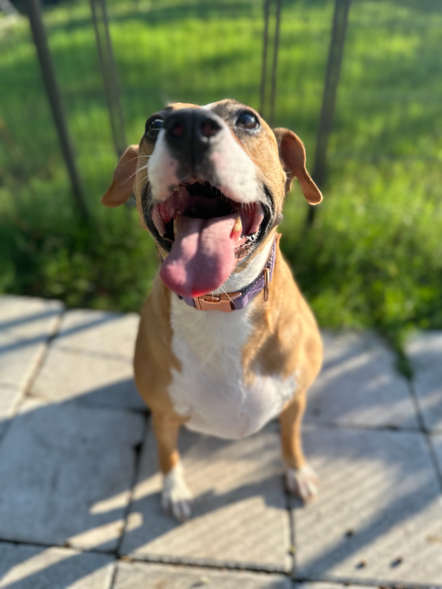 HPCS pet care gallery photo 9
