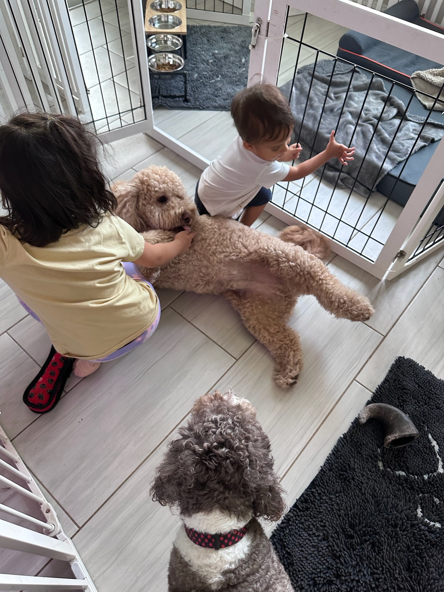 HPCS pet care gallery photo 10