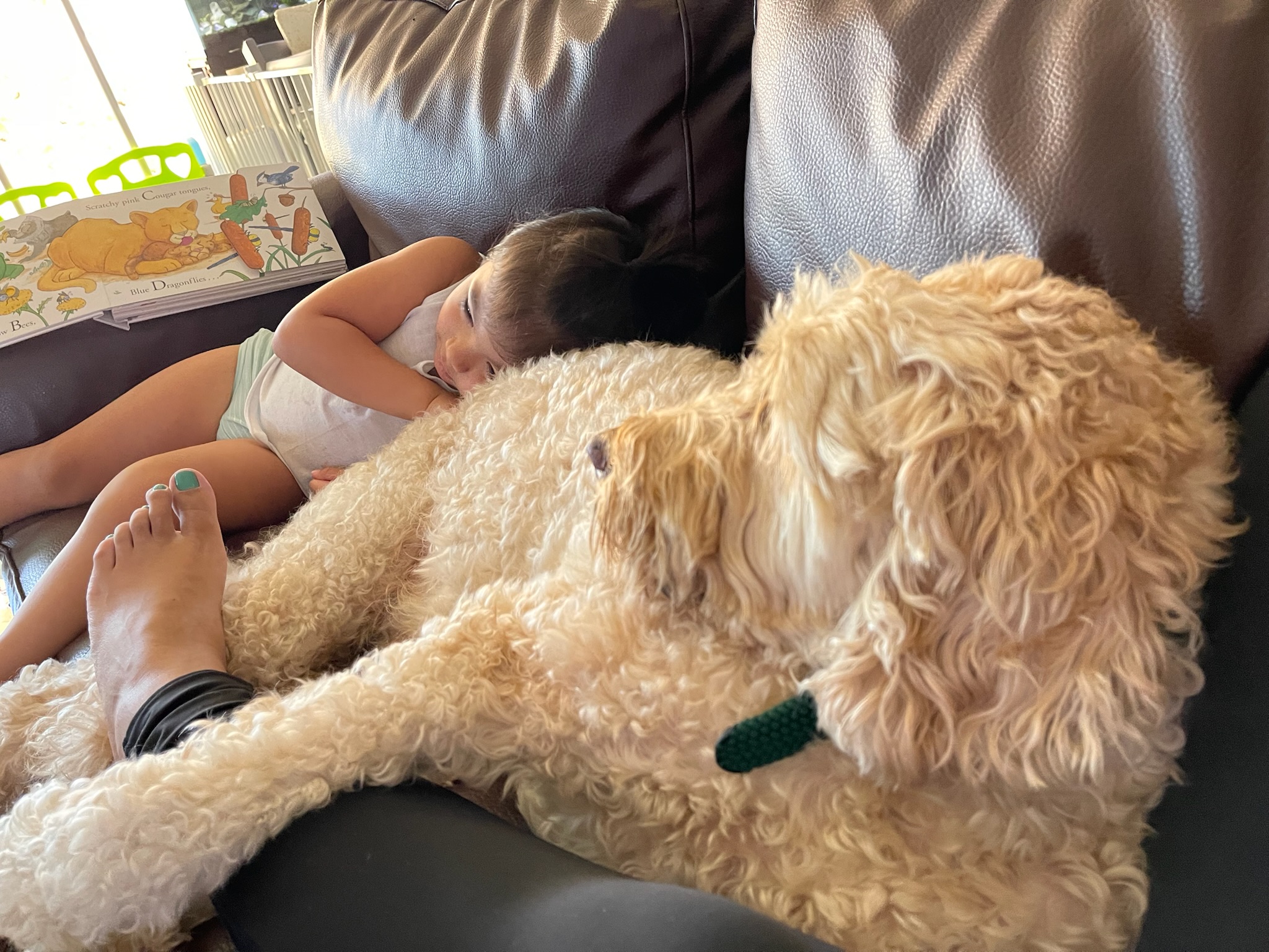 HPCS pet care gallery photo 11
