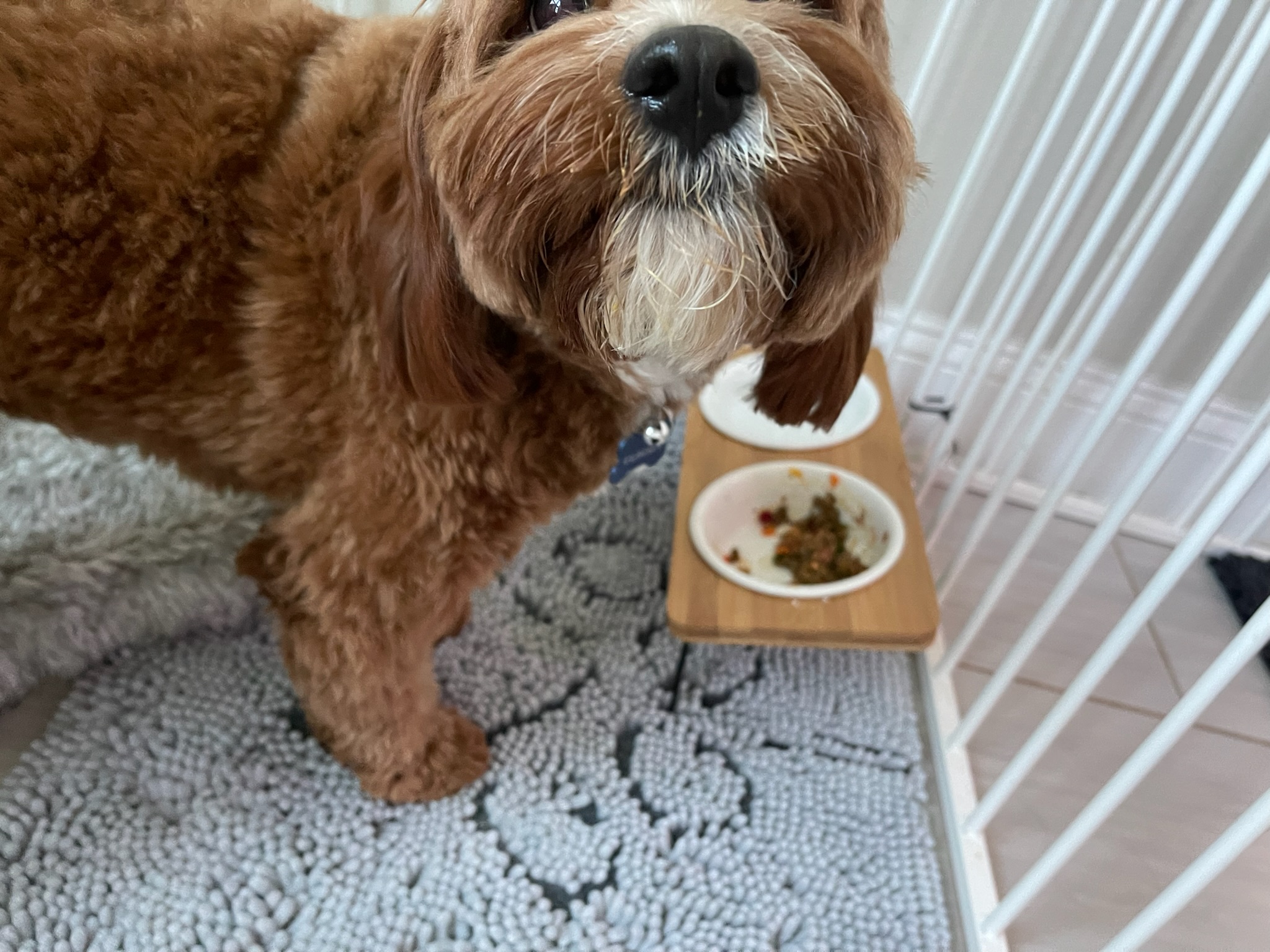 HPCS pet care gallery photo 12