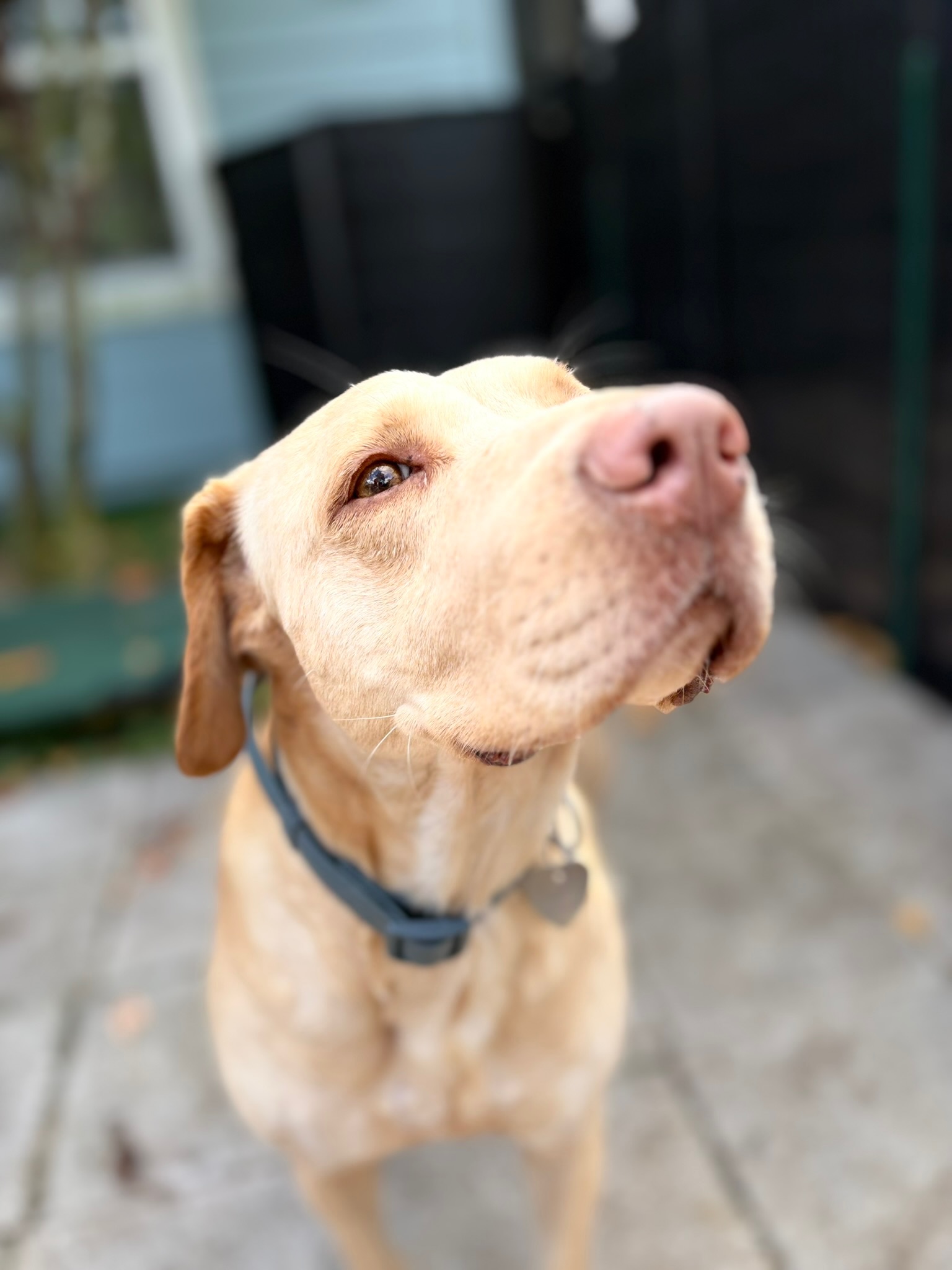 HPCS pet care gallery photo 14