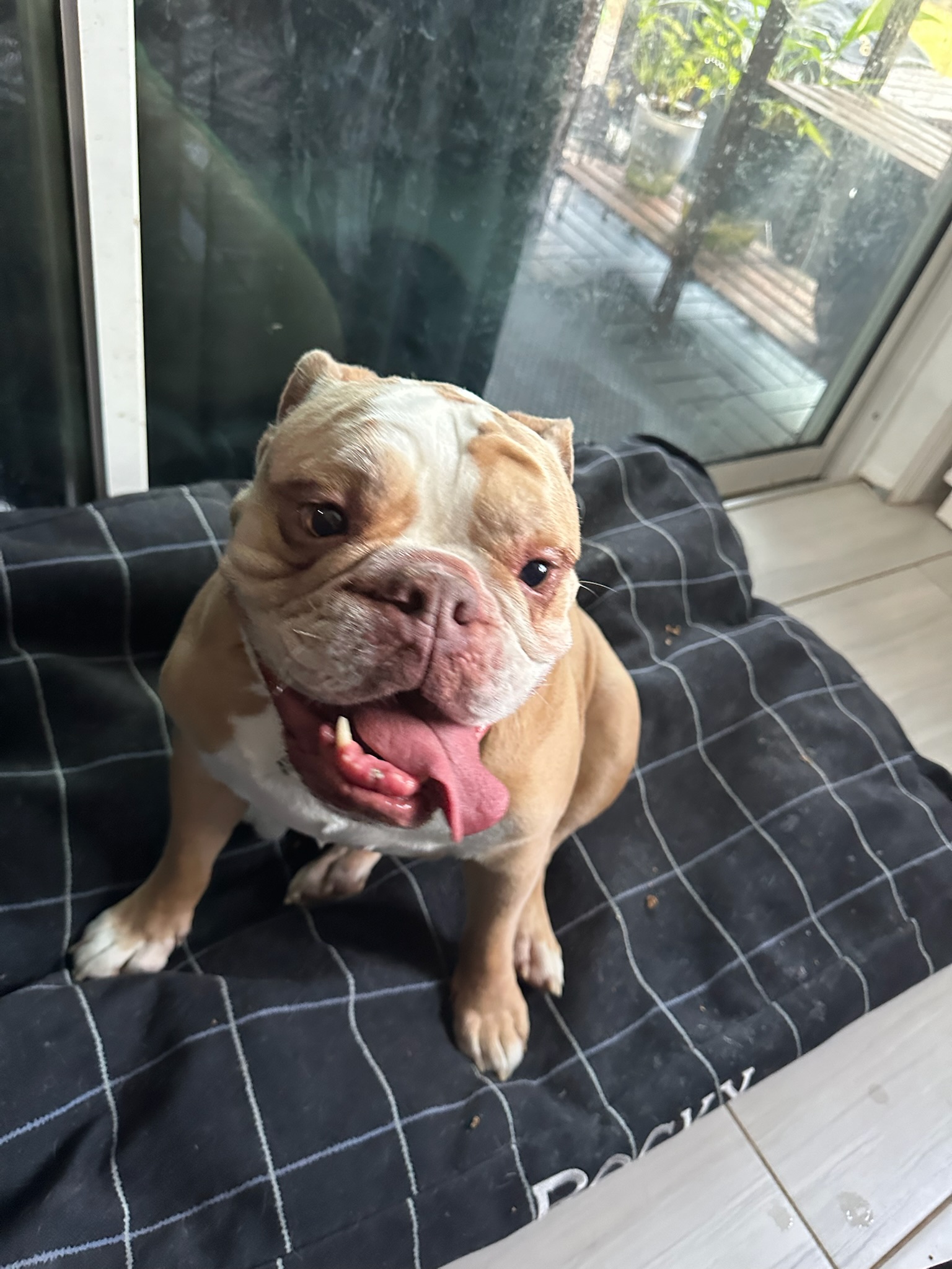 HPCS pet care gallery photo 15