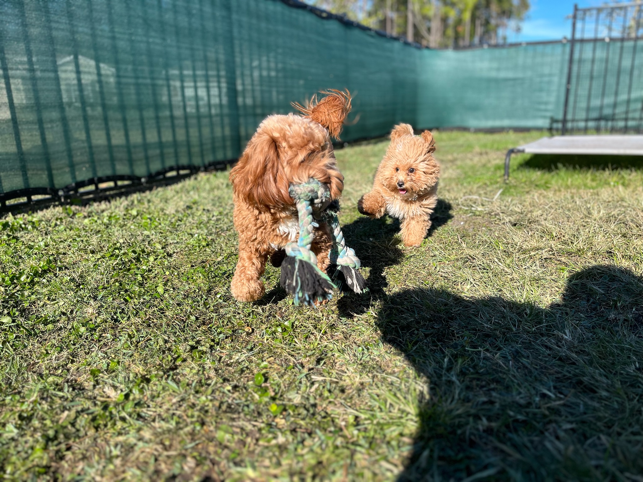 HPCS pet care gallery photo 16