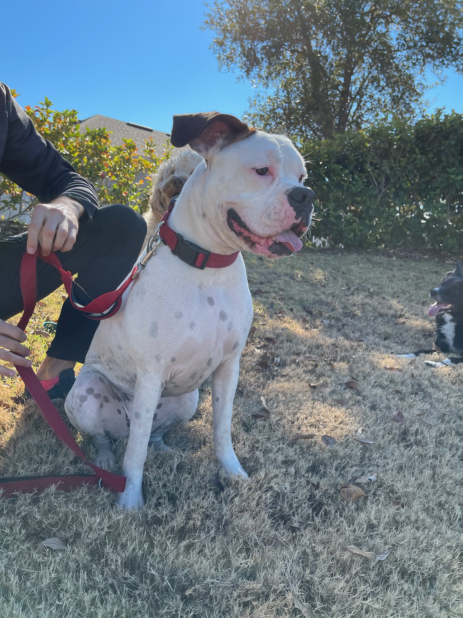HPCS pet care gallery photo 17