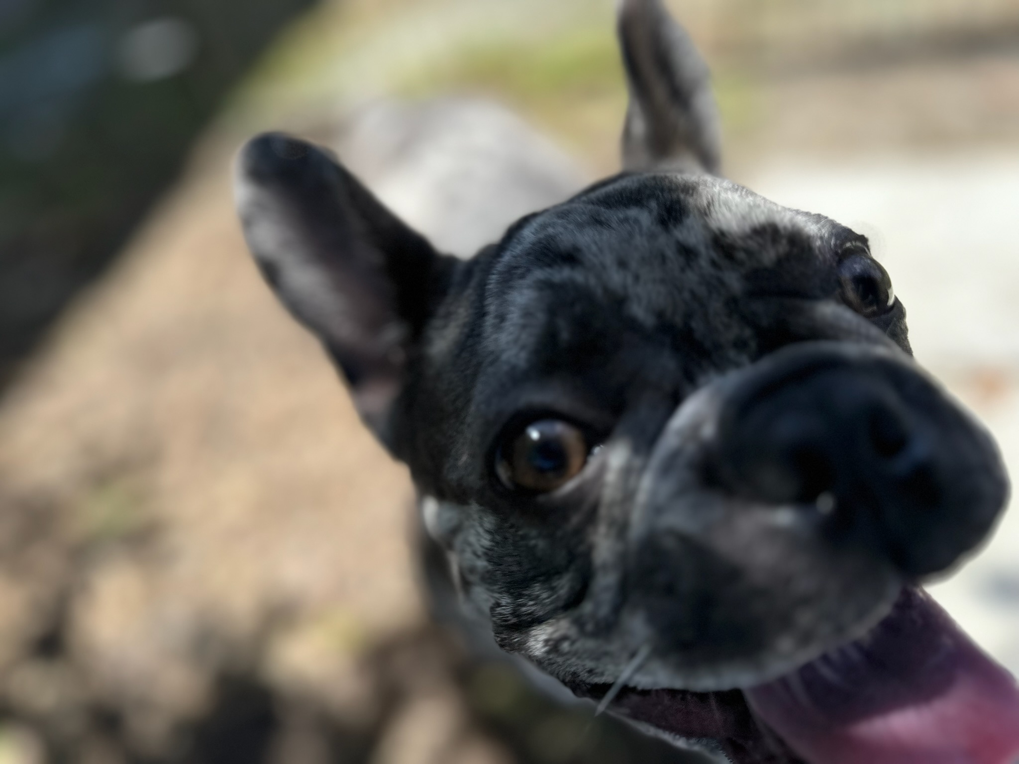 HPCS pet care gallery photo 18
