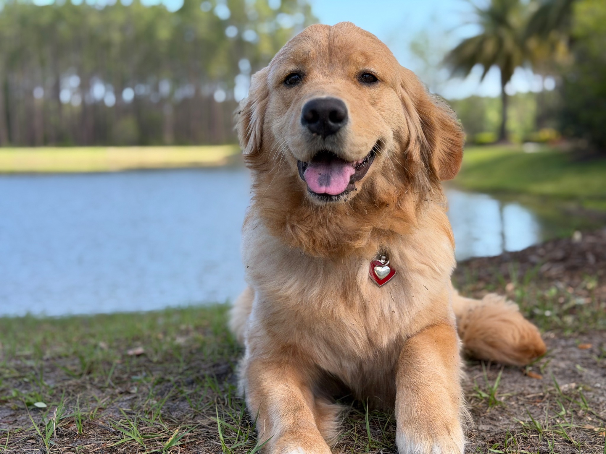 HPCS pet care gallery photo 20