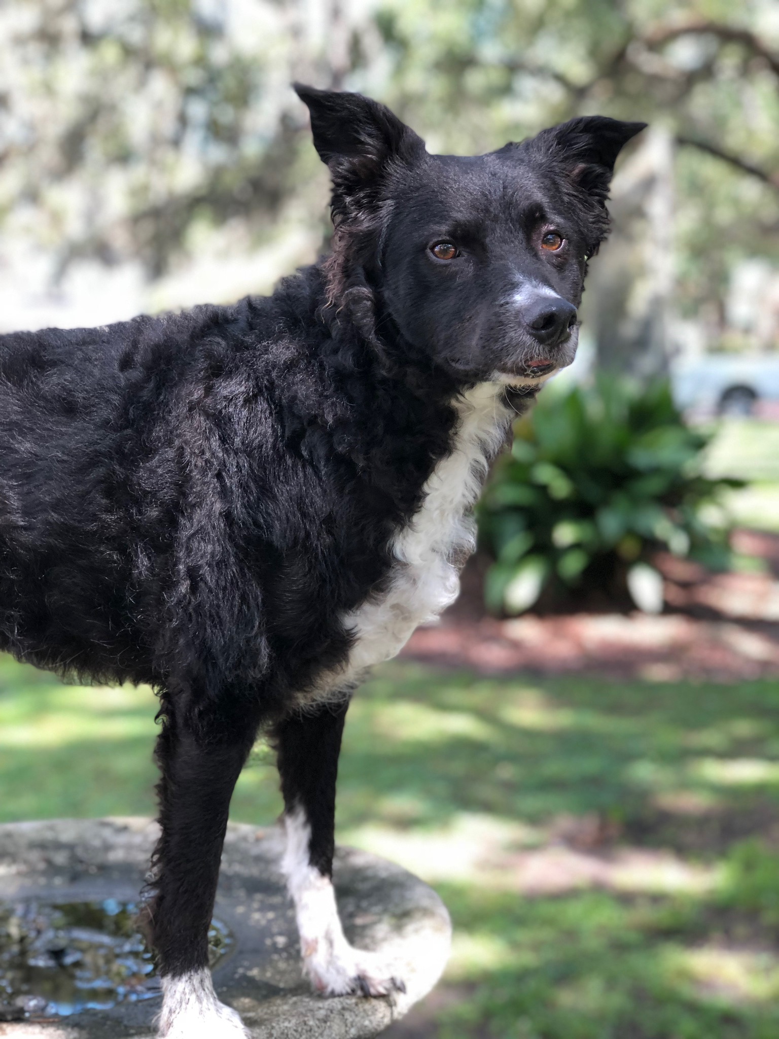 HPCS pet care gallery photo 21