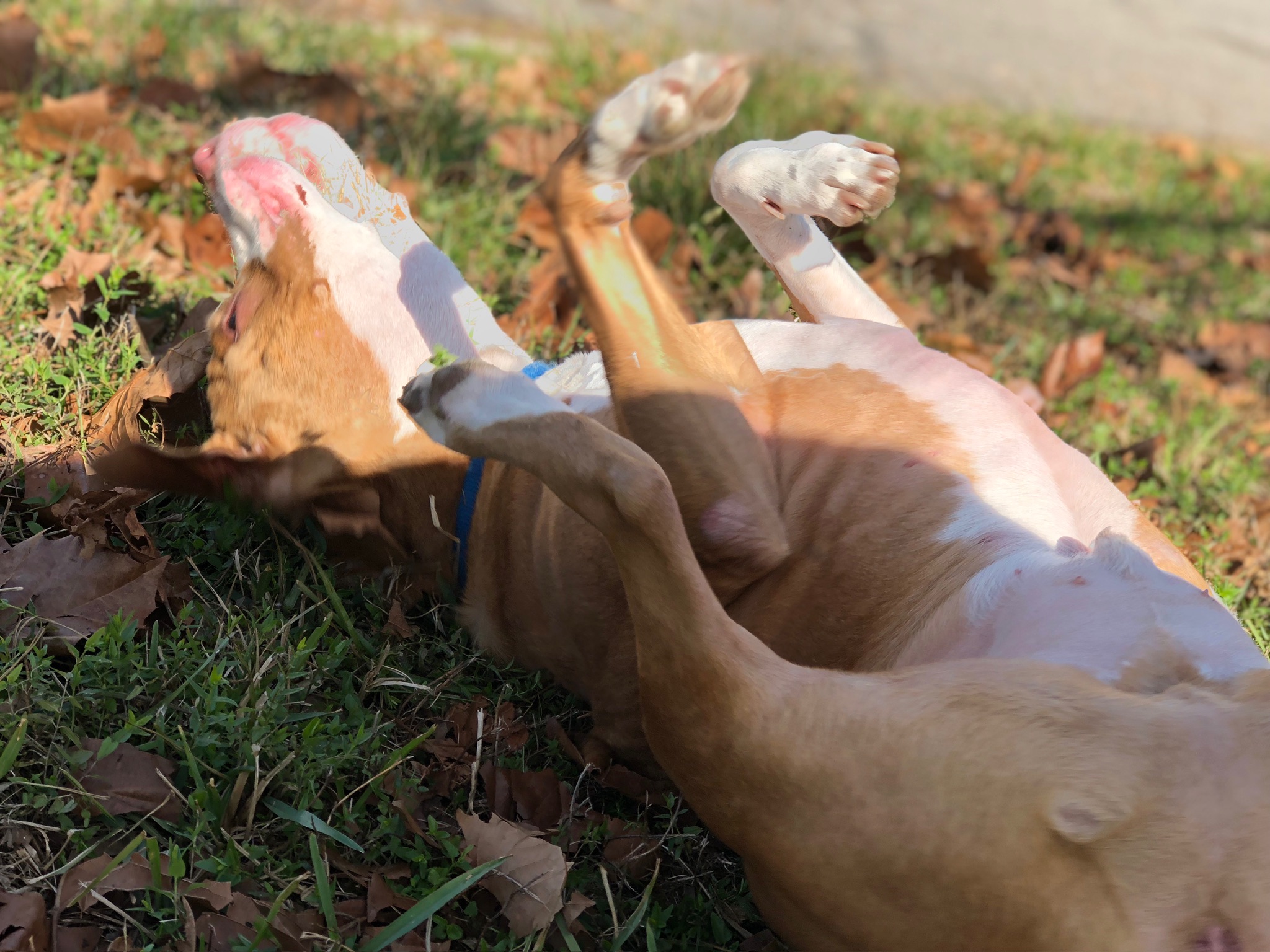 HPCS pet care gallery photo 22