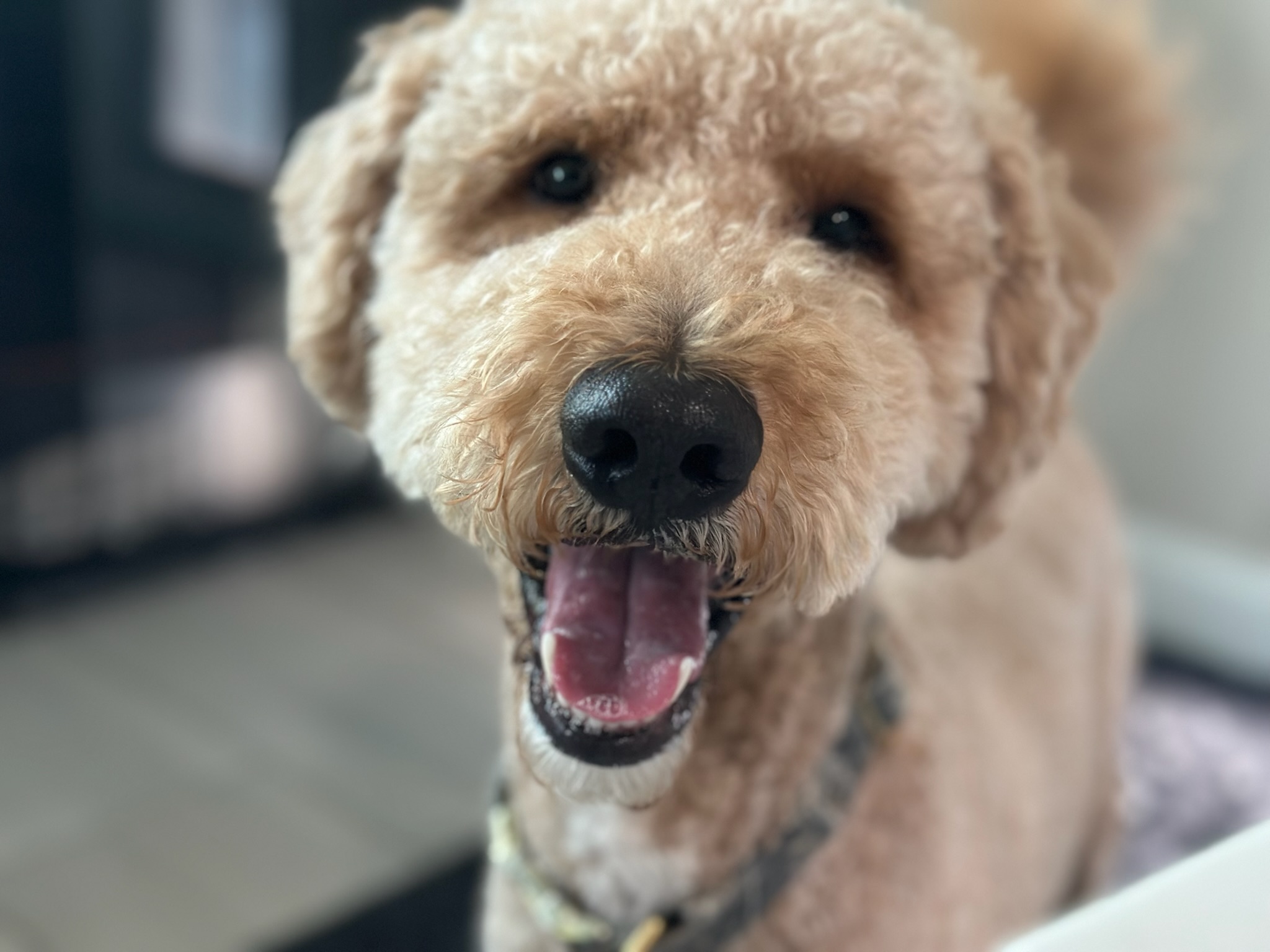 HPCS pet care gallery photo 23