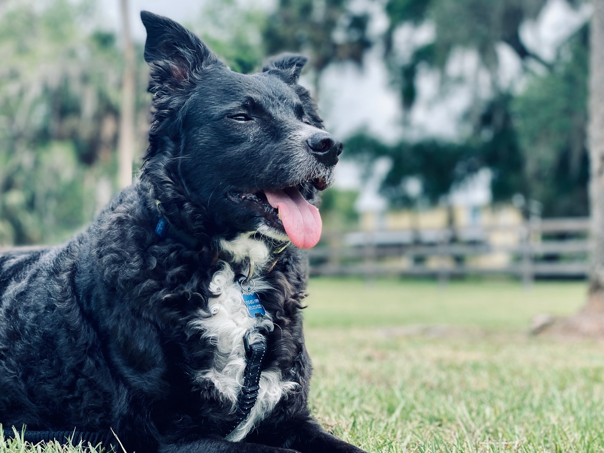 HPCS pet care gallery photo 24