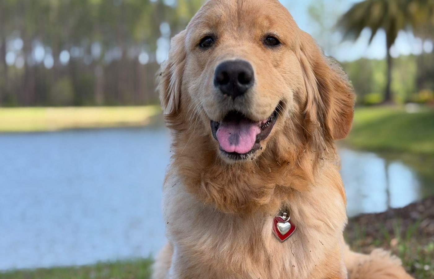 HPCS pet care gallery photo 26