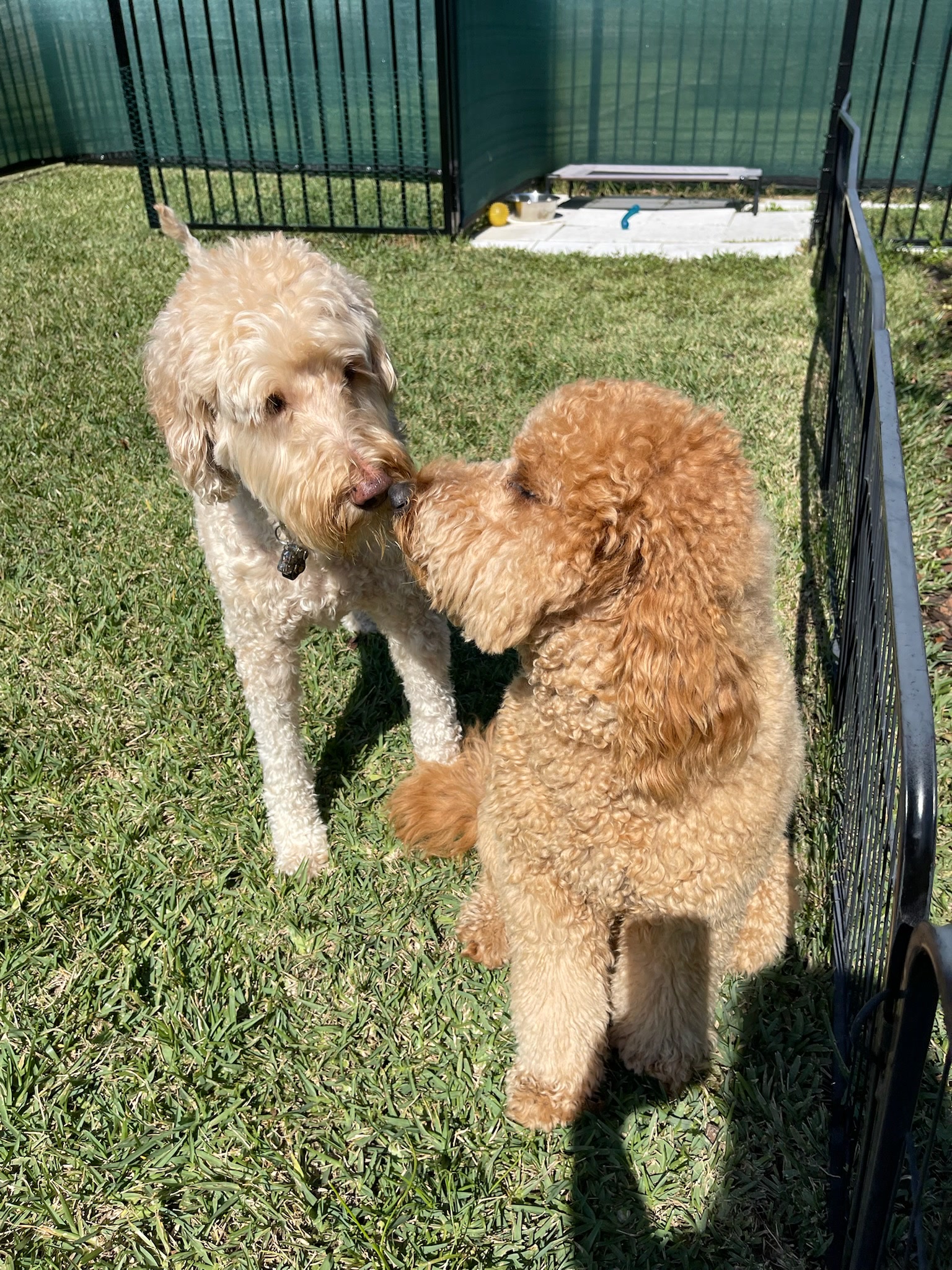 HPCS pet care gallery photo 28