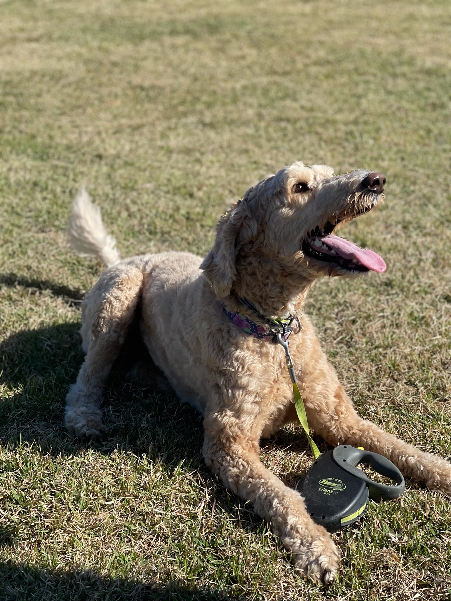 HPCS pet care gallery photo 29