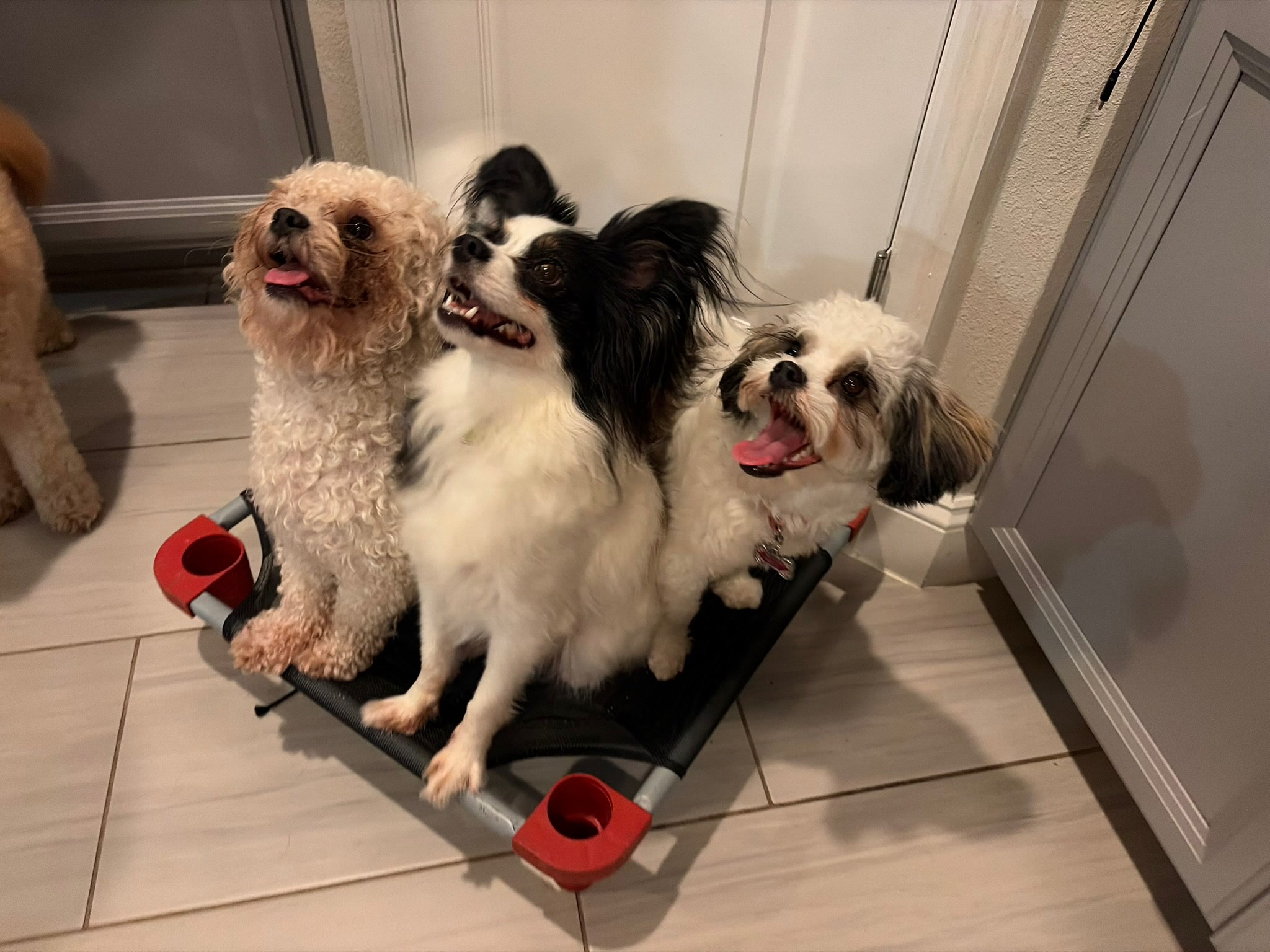 HPCS pet care gallery photo 32