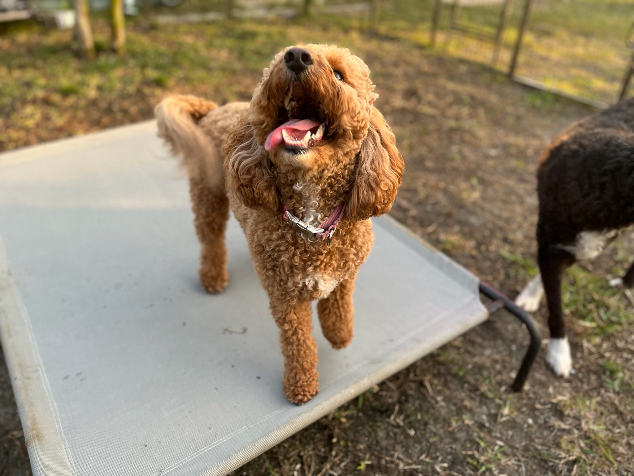 HPCS pet care gallery photo 33
