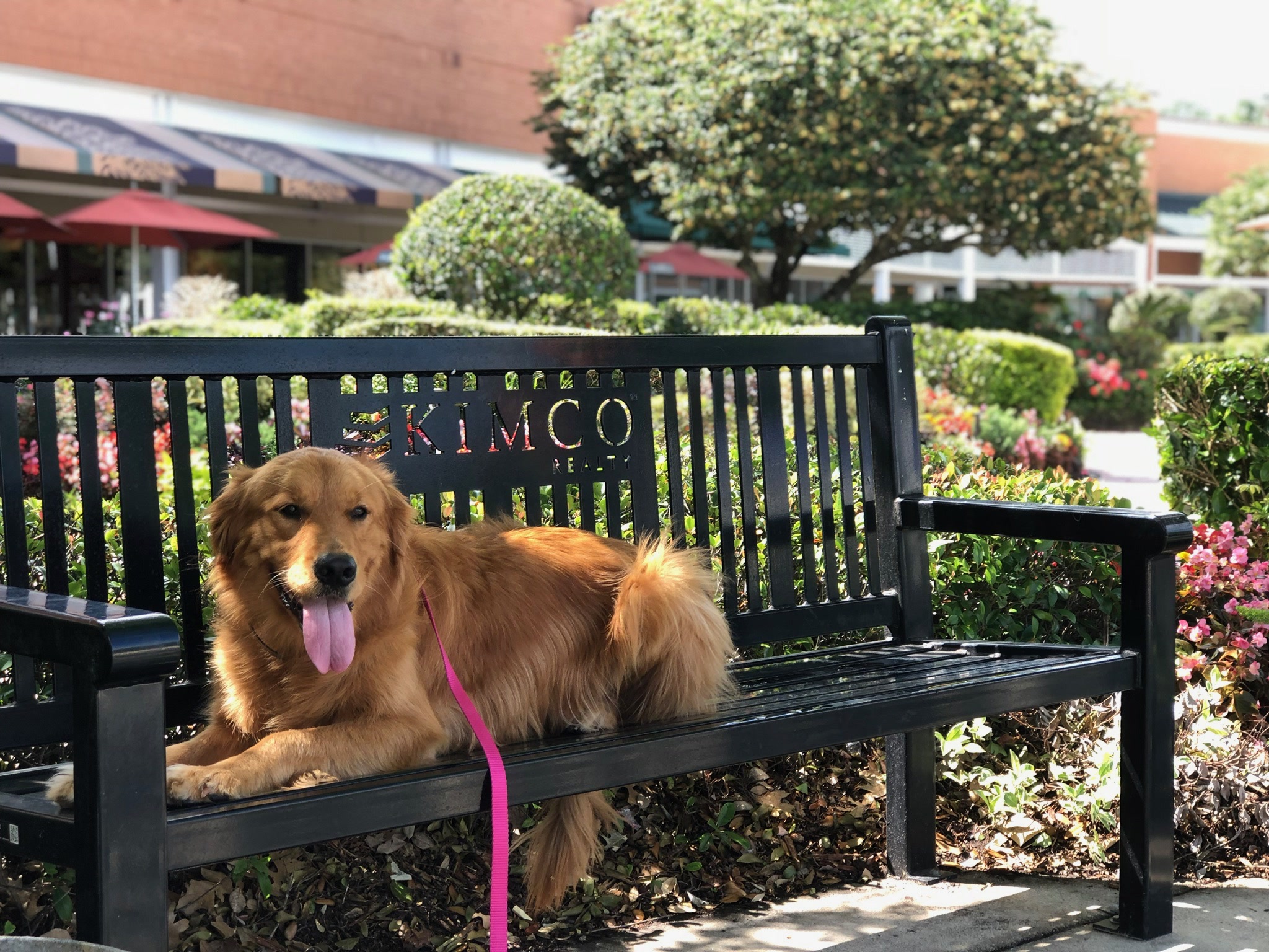 HPCS pet care gallery photo 34