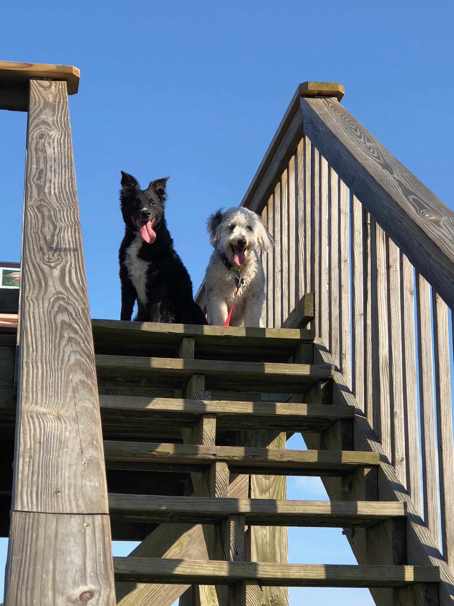 HPCS pet care gallery photo 35