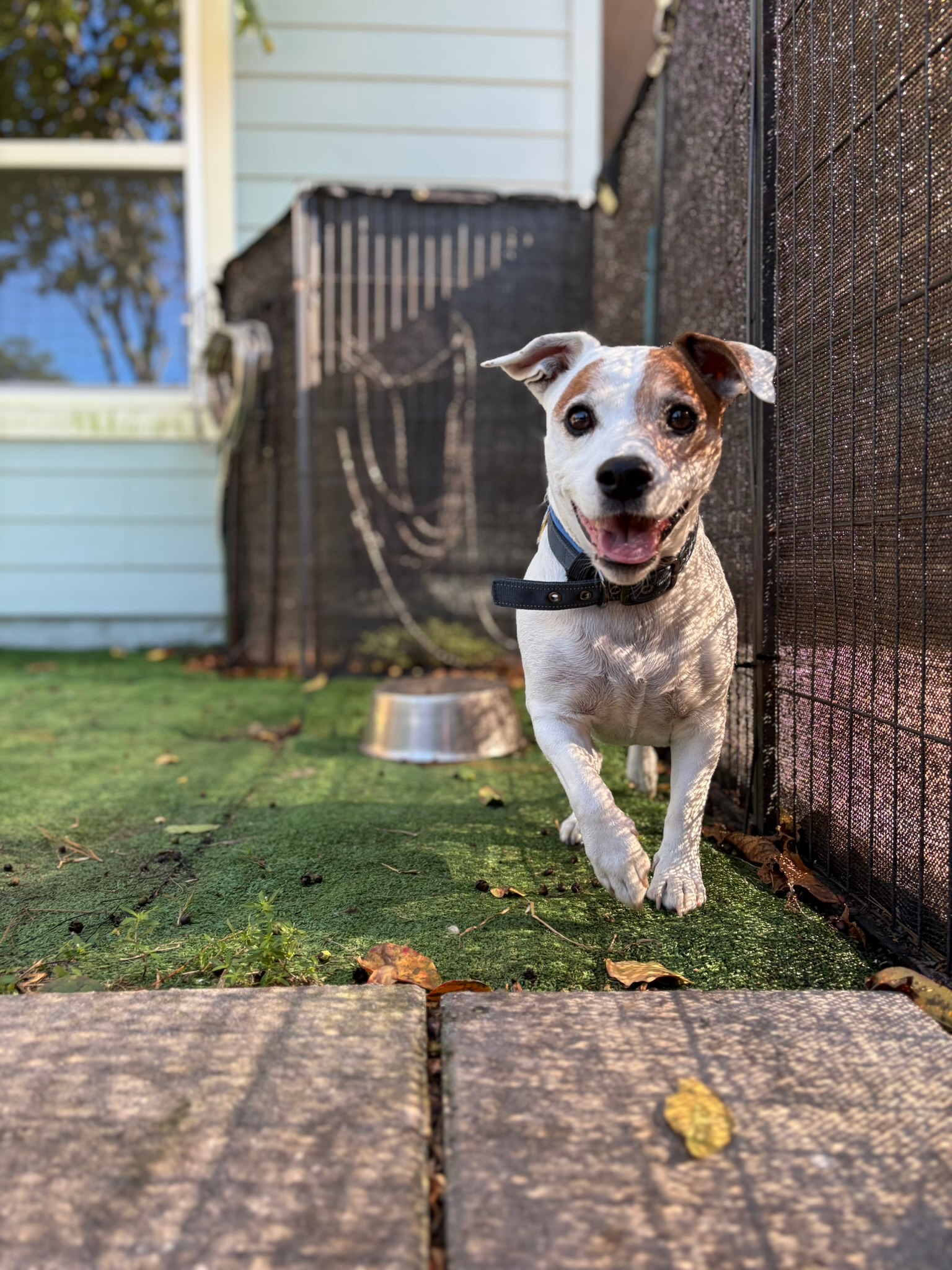 HPCS pet care gallery photo 36